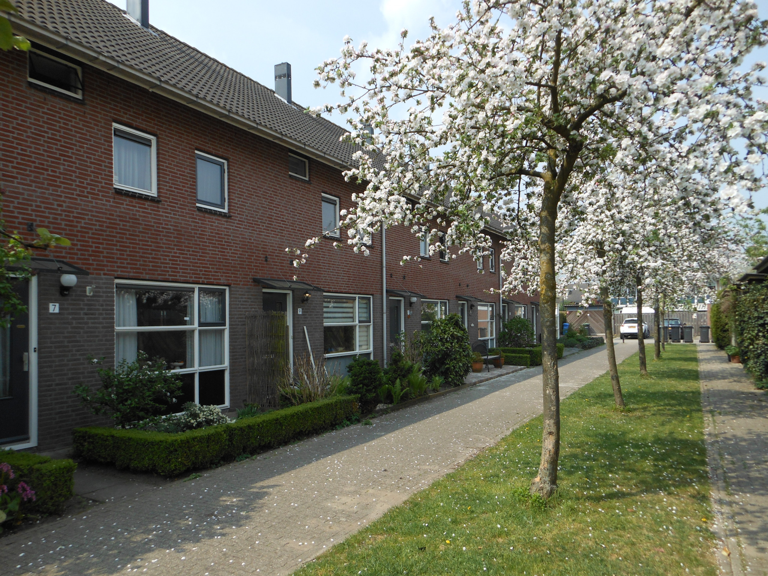 Bataafse Bellefleur te Amersfoort