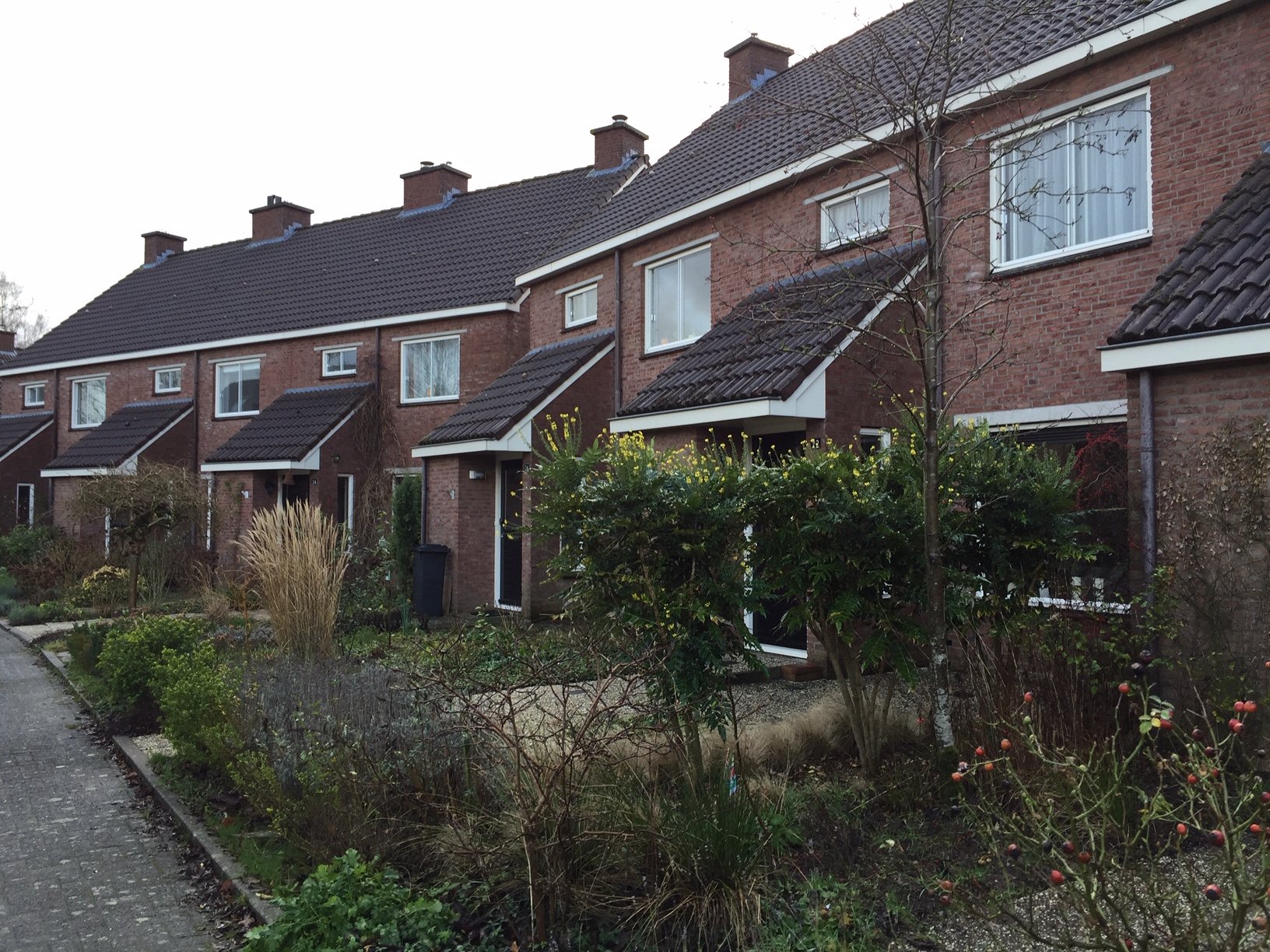 Schapendoes te Warnsveld